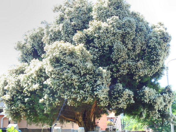 Flowering Tree.